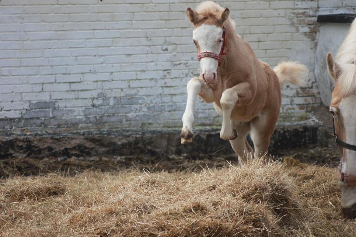 Palomino Golden Sunshine billede 19