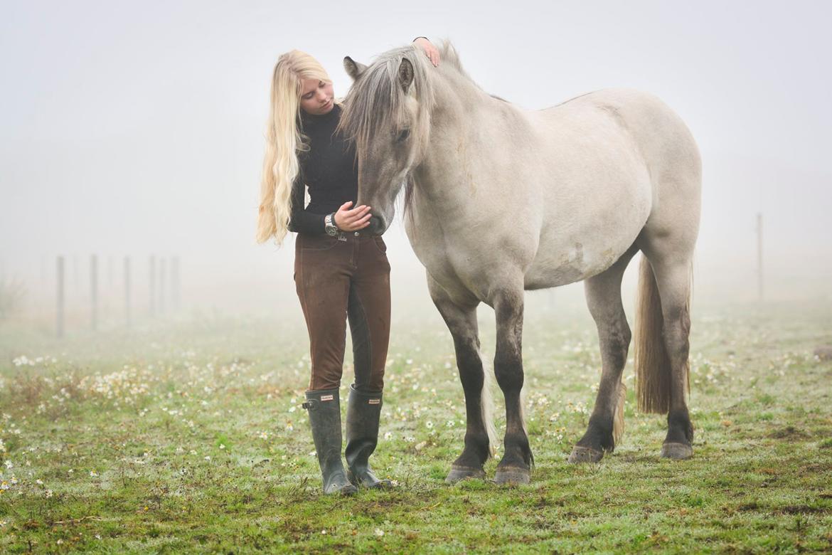 Highland Pony Torrin of Talisker billede 4