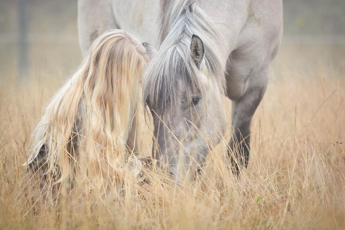 Highland Pony Torrin of Talisker billede 6