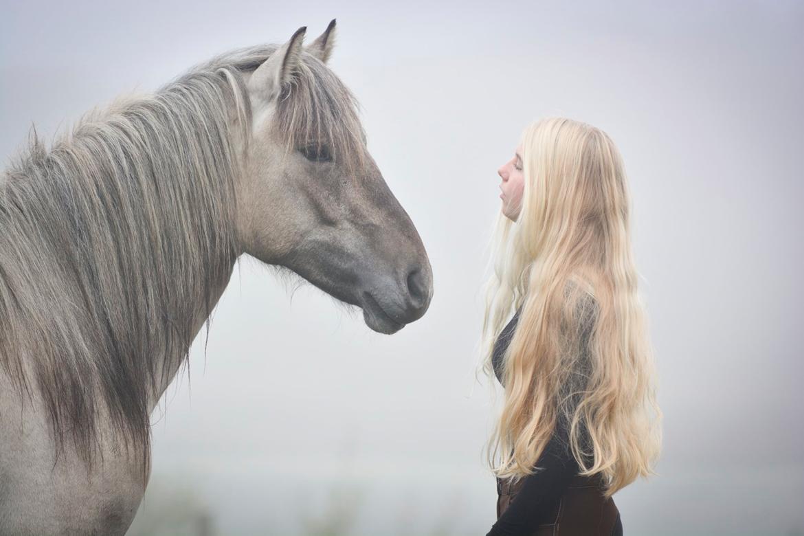 Highland Pony Torrin of Talisker billede 8