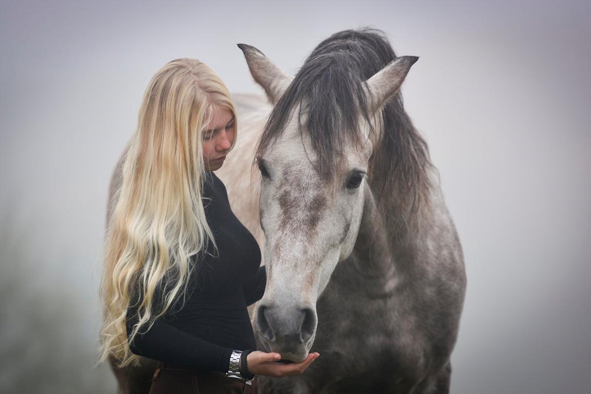 Pura Raza Española BS Alvaro billede 8