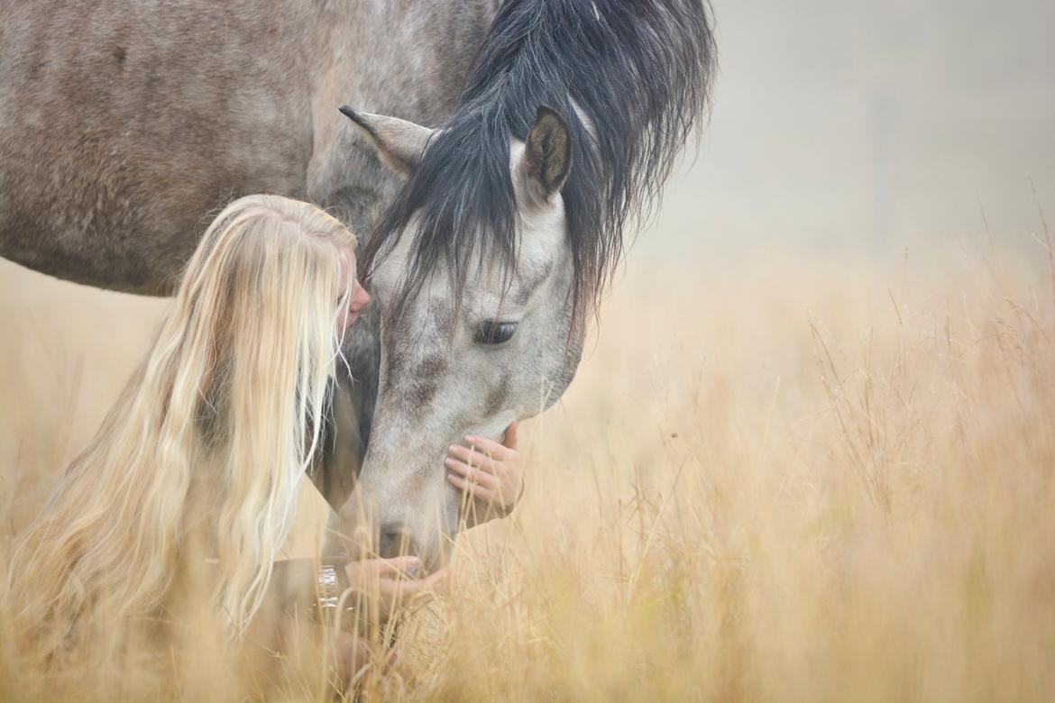 Pura Raza Española BS Alvaro billede 5