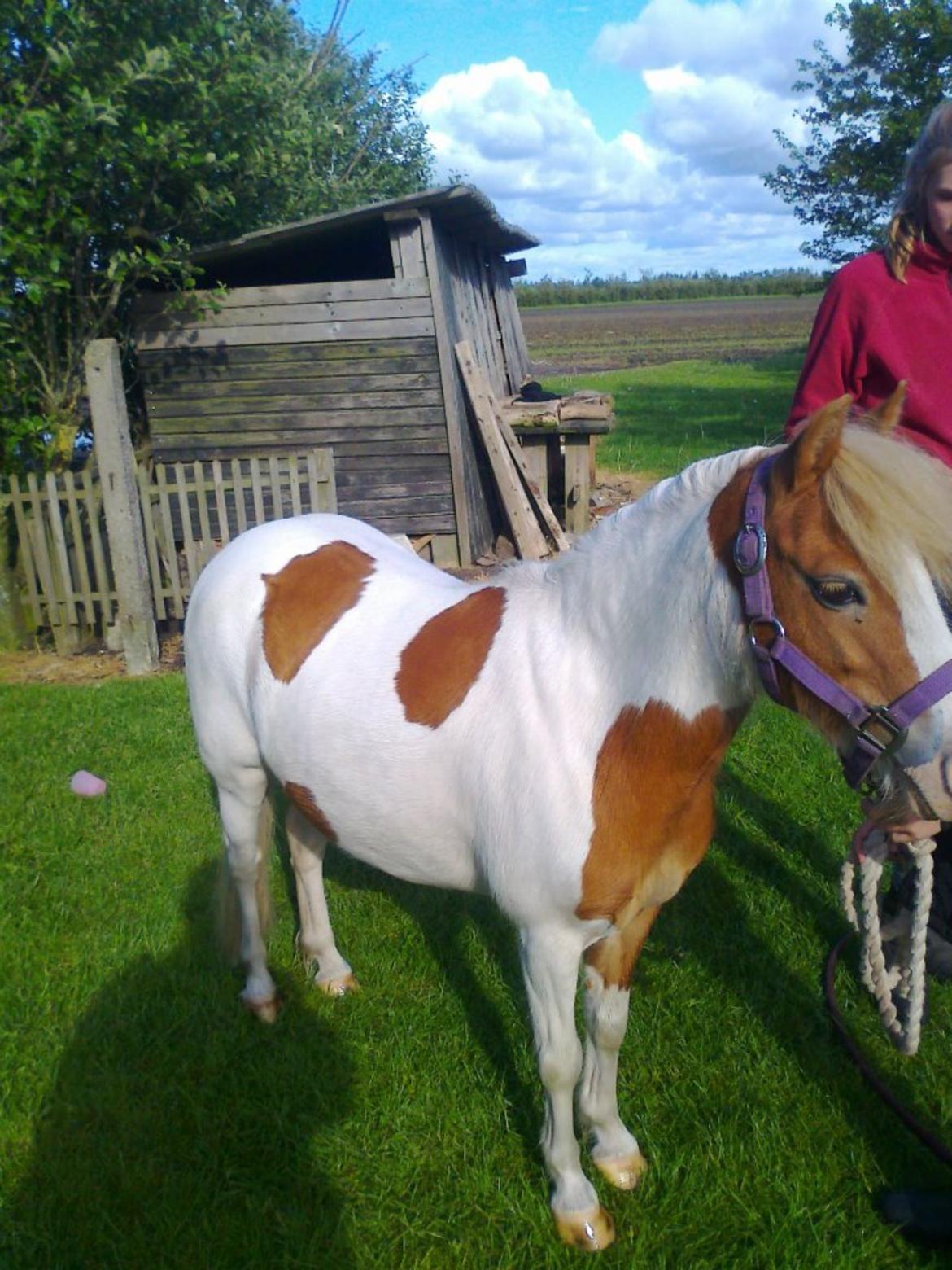 Anden særlig race Faustino - faustino's mor billede 6