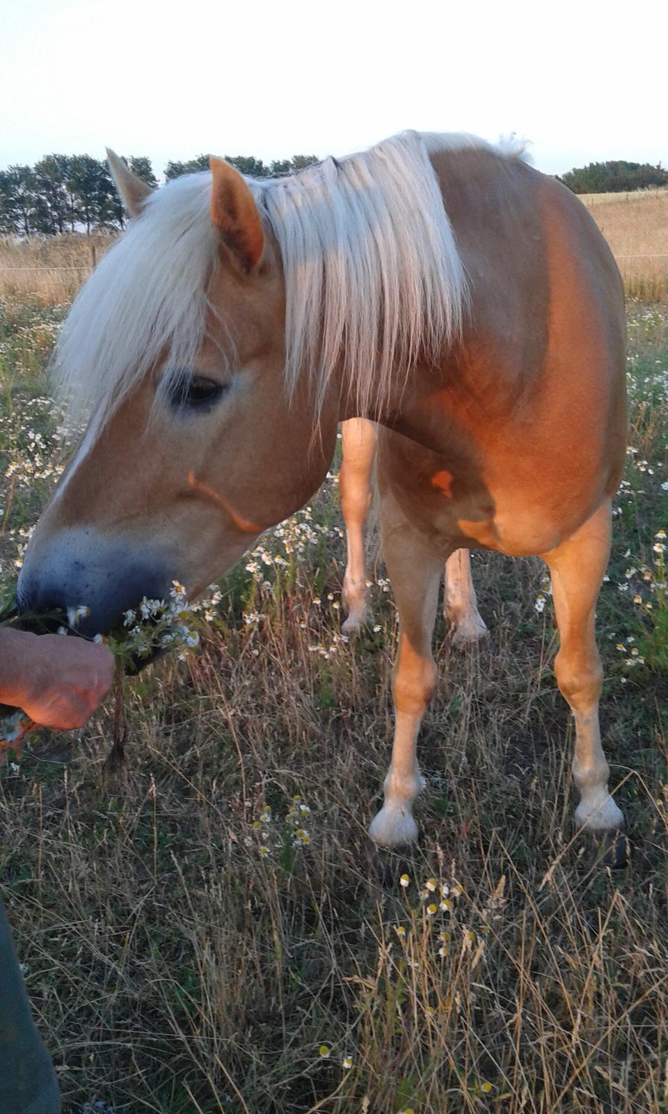 Haflinger Albert billede 16