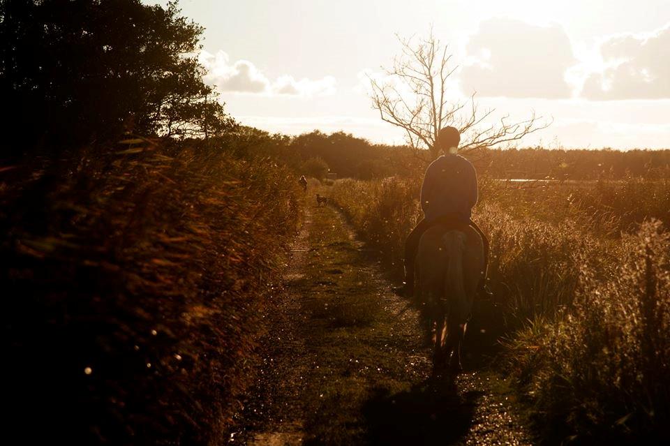 Haflinger Vestervangs asterix billede 1