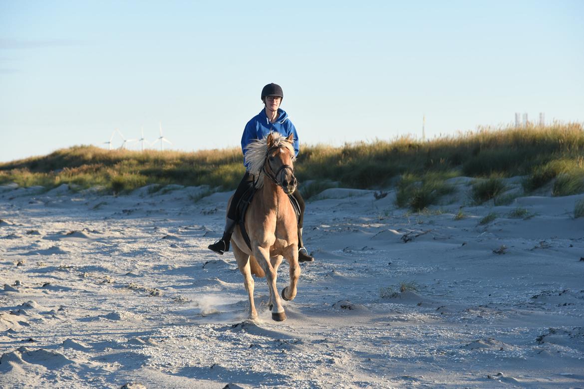 Haflinger Vestervangs asterix billede 2