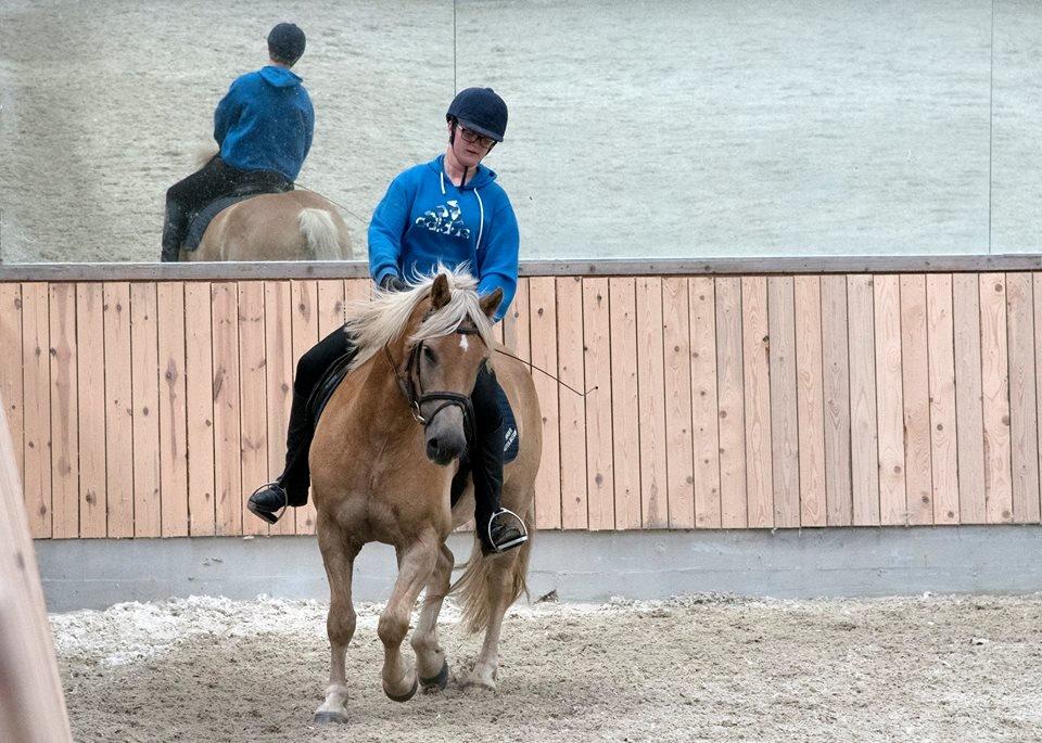 Haflinger Vestervangs asterix billede 3