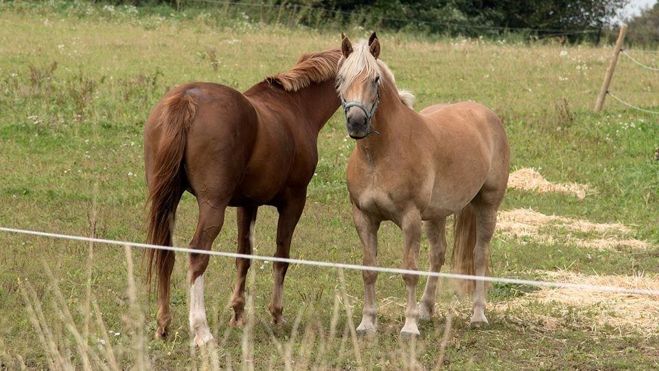 Haflinger Vestervangs asterix billede 5