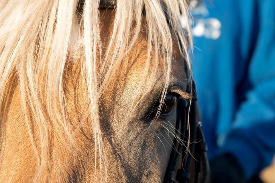 Haflinger Vestervangs asterix billede 6