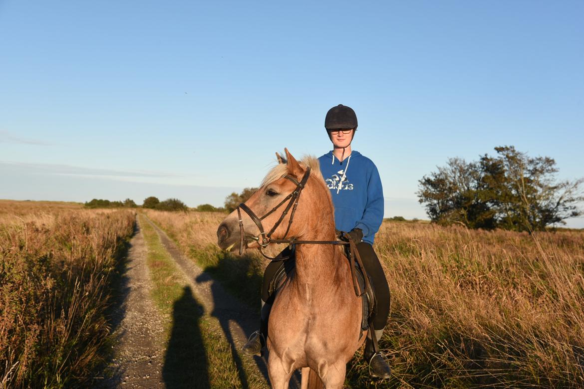 Haflinger Vestervangs asterix billede 8