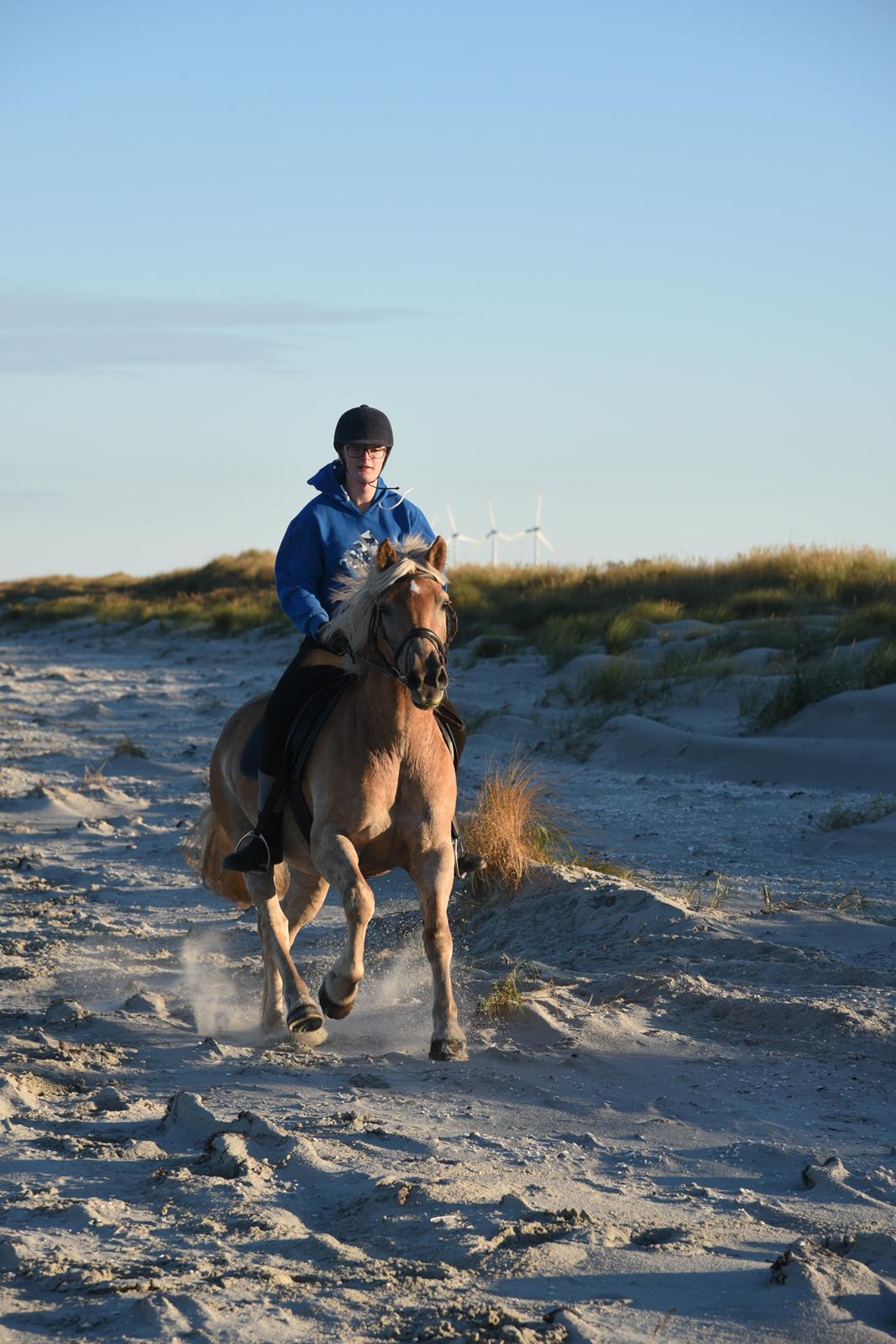 Haflinger Vestervangs asterix billede 9