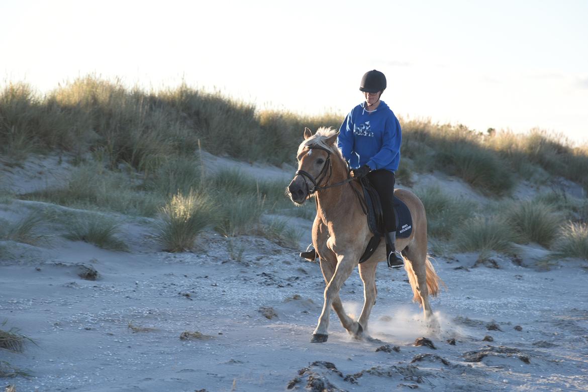 Haflinger Vestervangs asterix billede 11