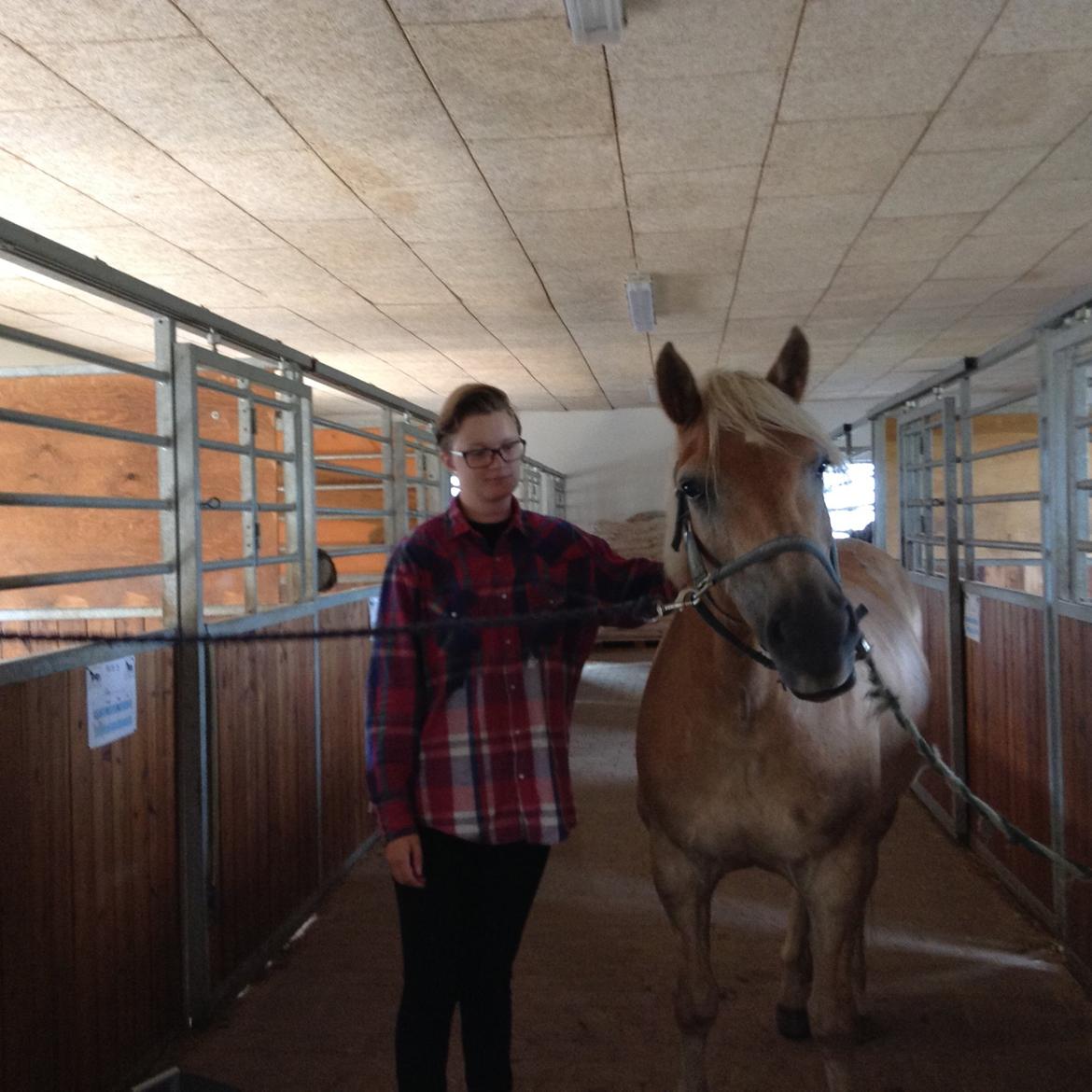 Haflinger Vestervangs asterix billede 12