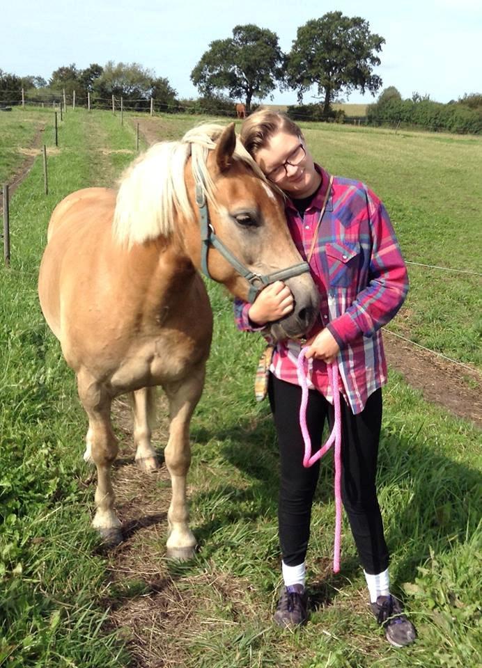 Haflinger Vestervangs asterix billede 14