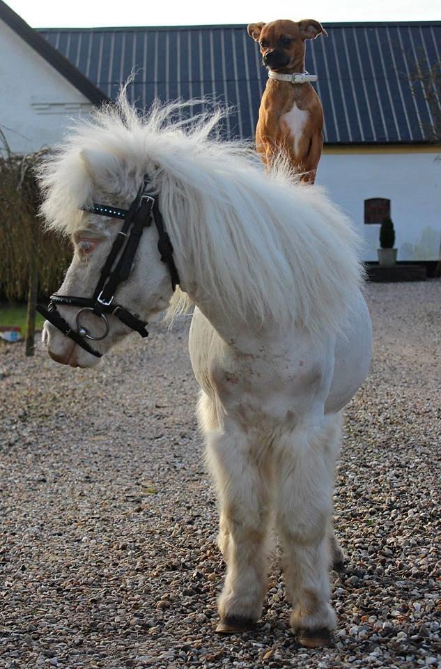 Amerikansk Miniature Marielund's Incredible  - Marts 2015 | IC med hans rytter xD  billede 2