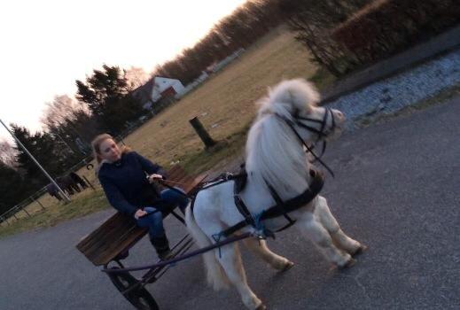 Amerikansk Miniature Marielund's Incredible  - April 2016 | Første rigtige køretur :) billede 3