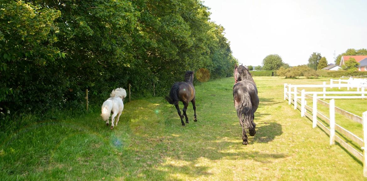 Amerikansk Miniature Marielund's Incredible  - Juni 2015 | IC, Mics og Kasse giver den gas ned af folden  billede 4