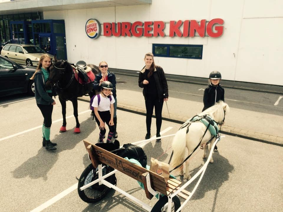 Amerikansk Miniature Marielund's Incredible  - Juni 2015 | En tur på Burgerking xD  billede 5