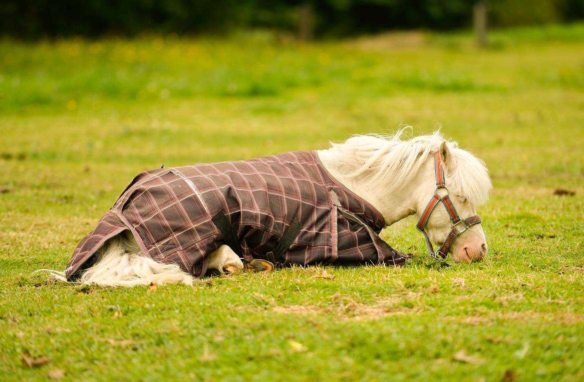 Amerikansk Miniature Marielund's Incredible  - April 2015 | IC slapper af  billede 6