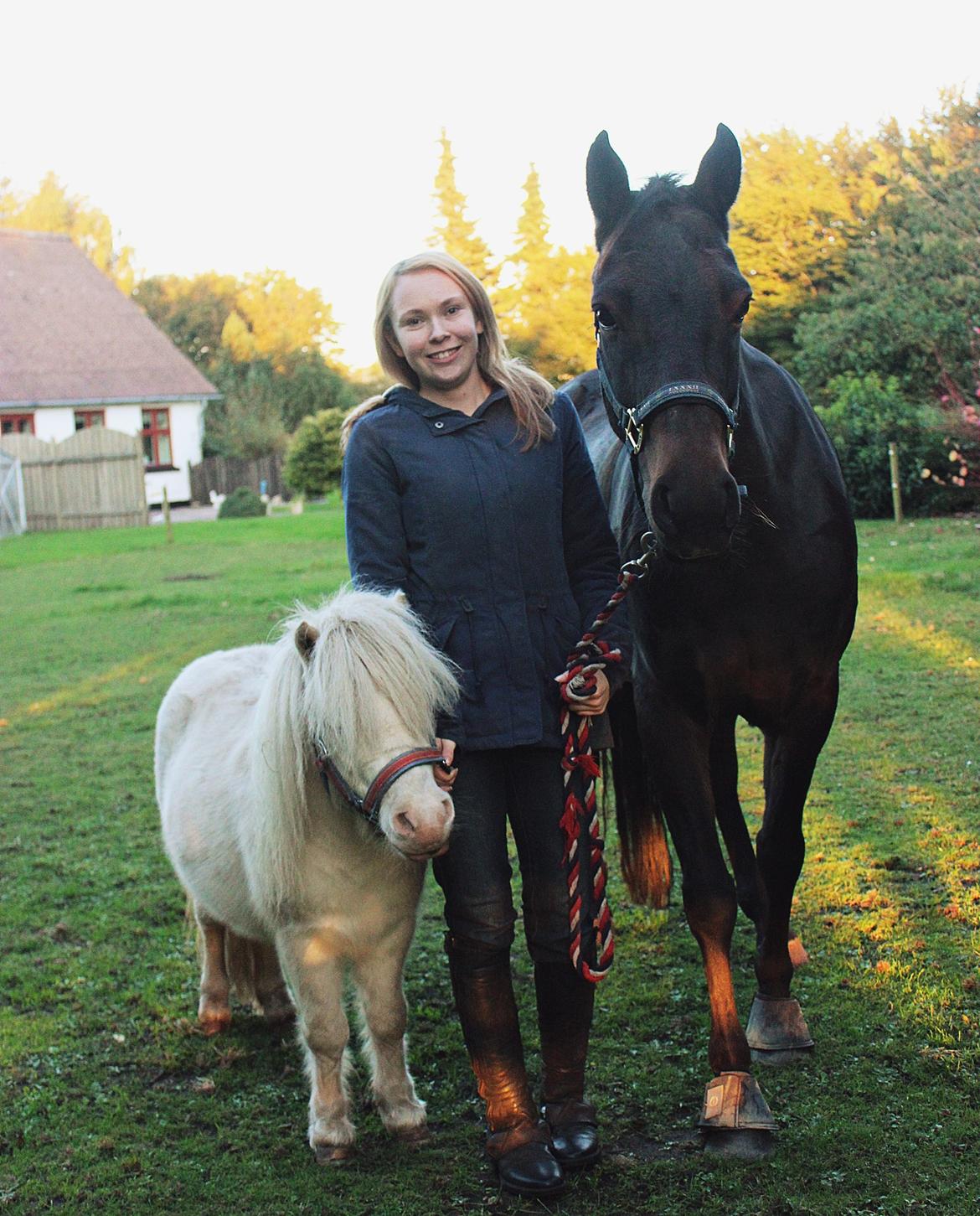 Amerikansk Miniature Marielund's Incredible  - Oktober 2015 | drengene og jeg  billede 8