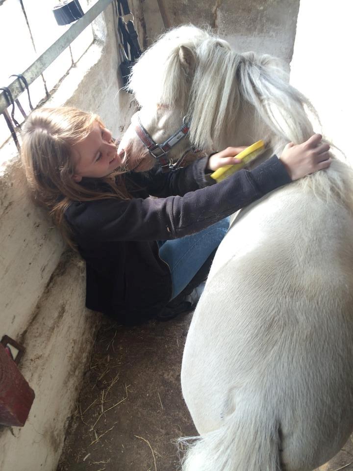 Amerikansk Miniature Marielund's Incredible  - Juli 2015 | Basse  billede 7