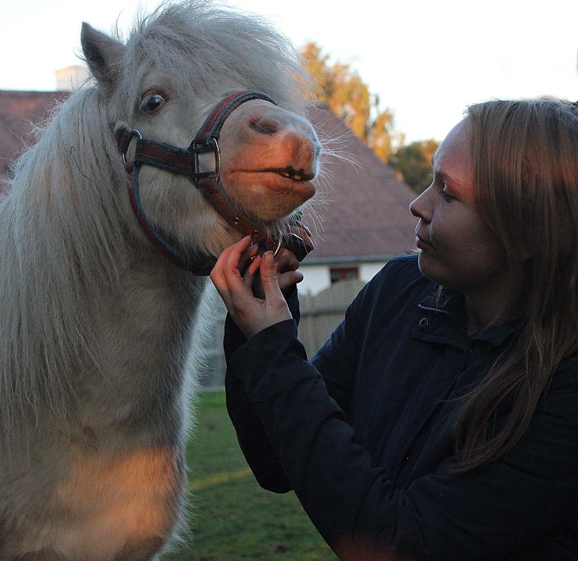 Amerikansk Miniature Marielund's Incredible  - November 2015 | billede 11