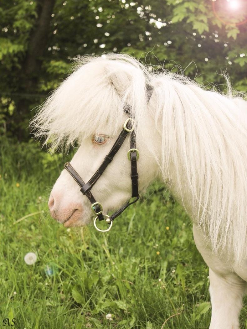 Amerikansk Miniature Marielund's Incredible  - August 2015 |  billede 9