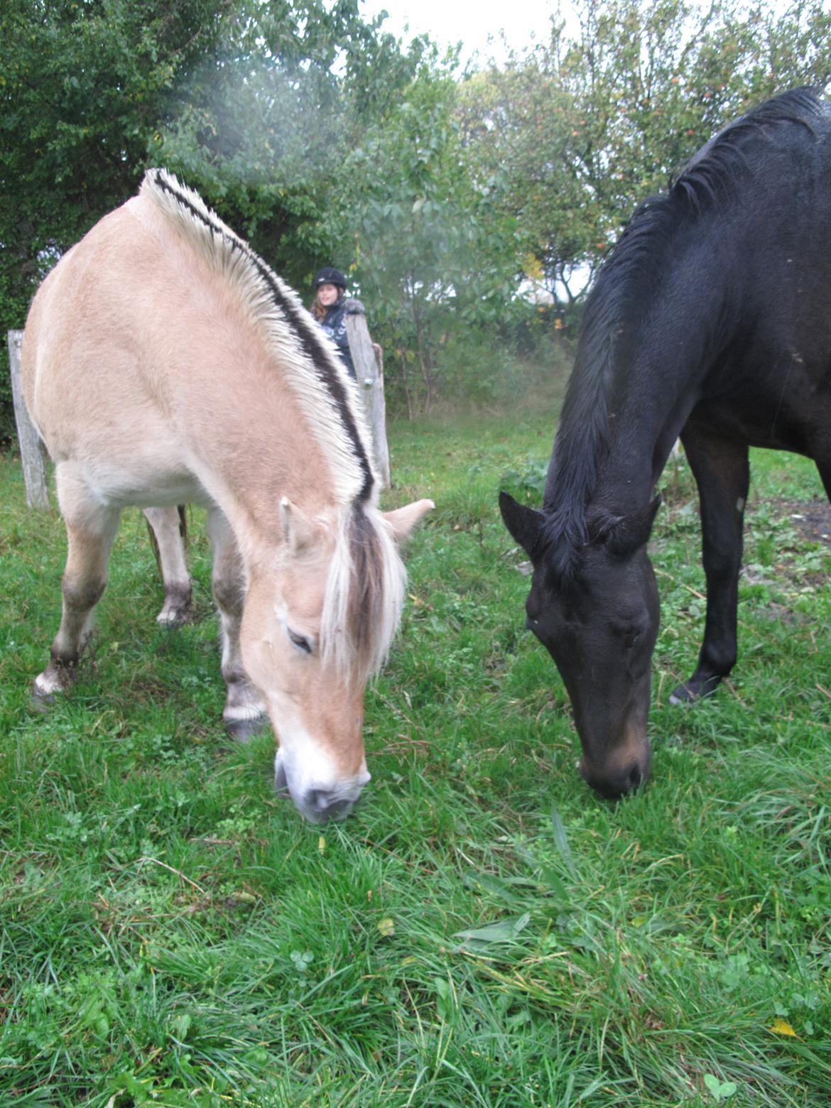 Fjordhest Silas - Silas og Rosa på fold<3 billede 8