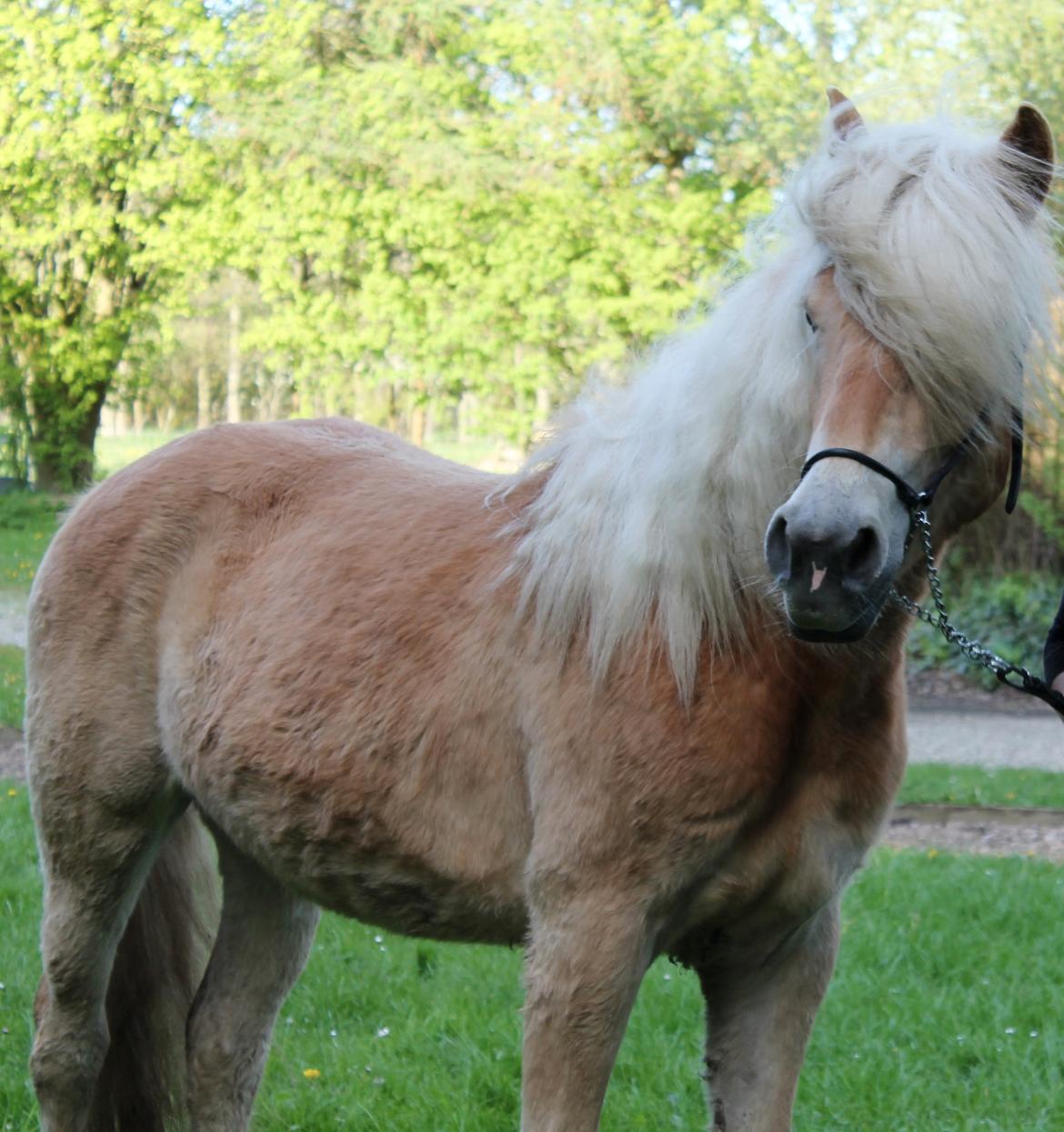 Haflinger Wendy billede 13