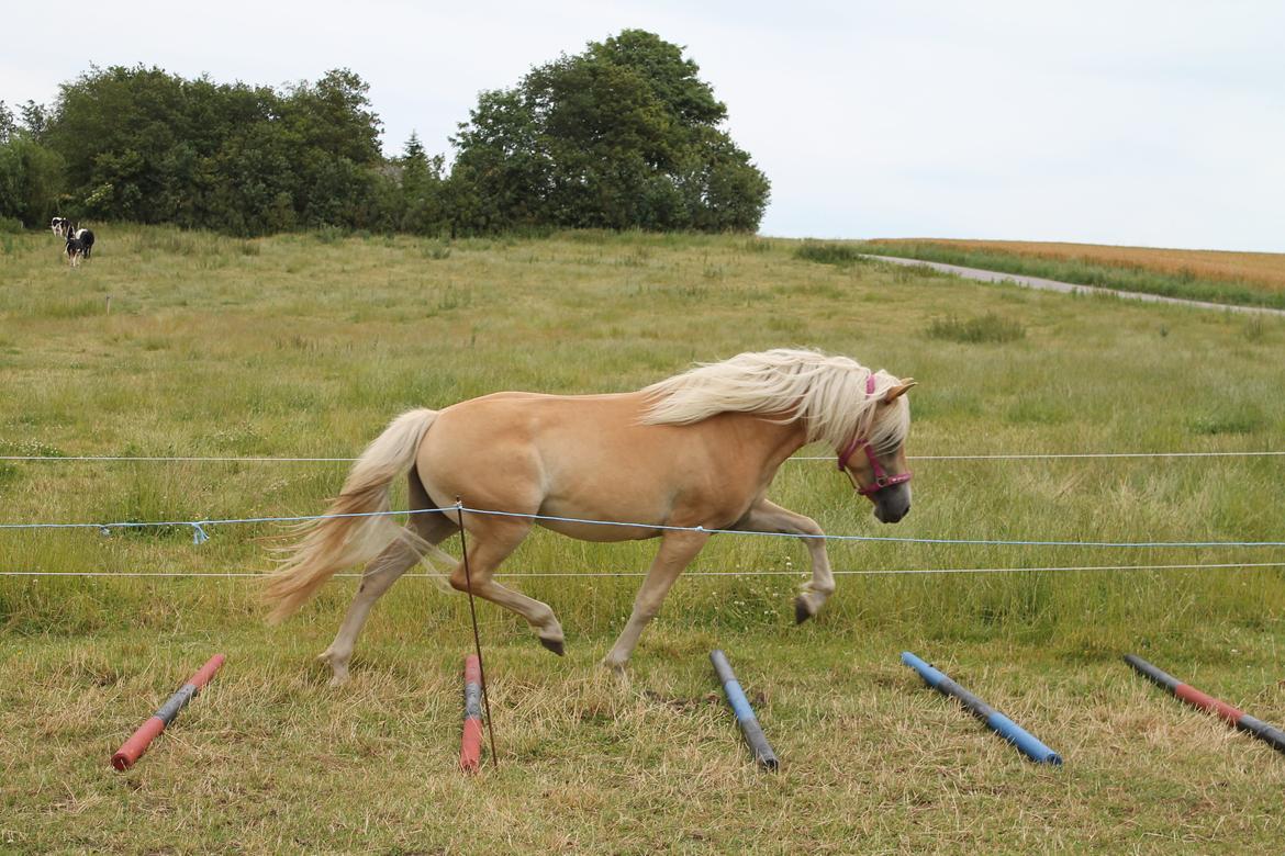 Haflinger Wendy billede 15