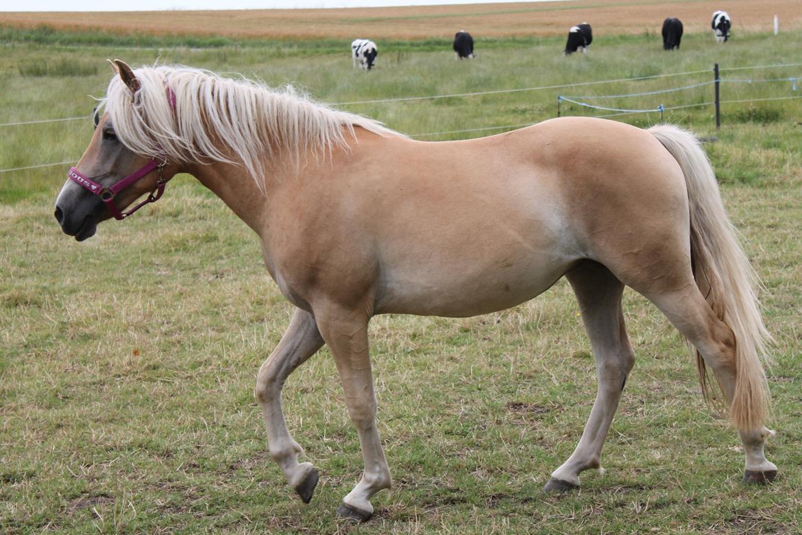 Haflinger Wendy billede 17