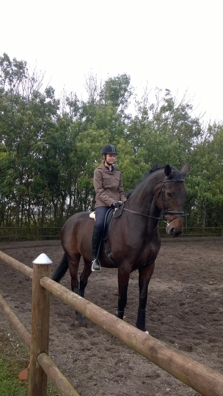 Dansk Varmblod Jivaro - do billede 4