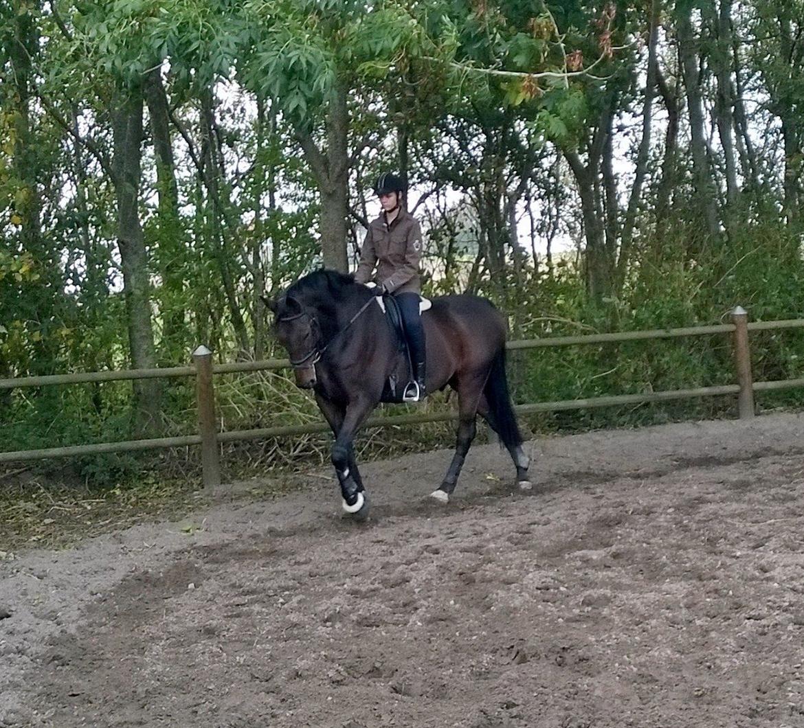Dansk Varmblod Jivaro - Første træning hjemme billede 2