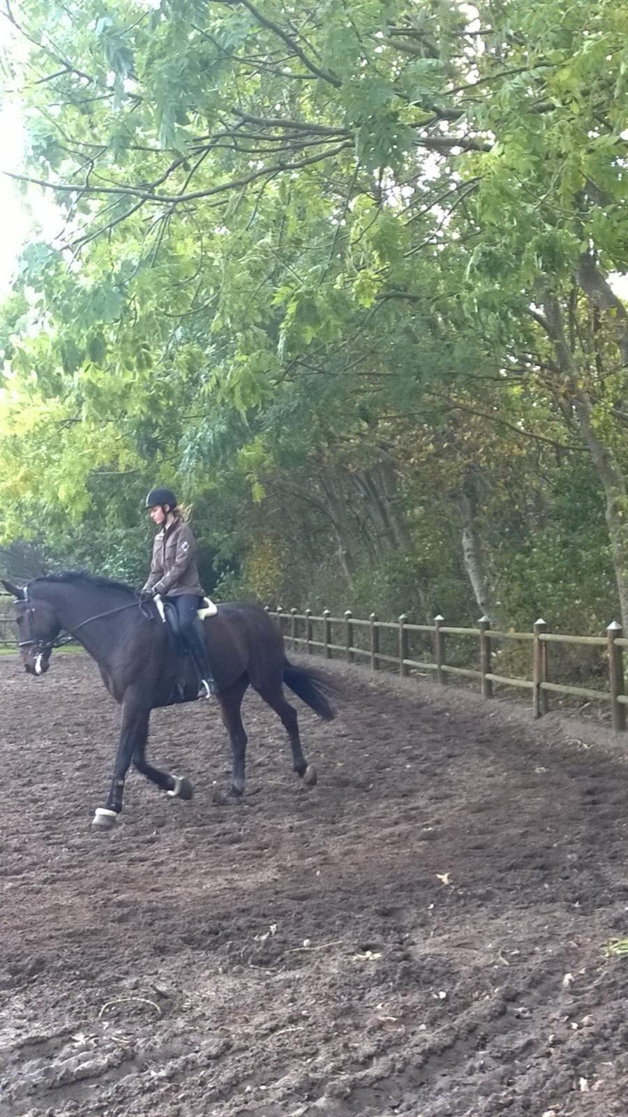 Dansk Varmblod Jivaro - do billede 3