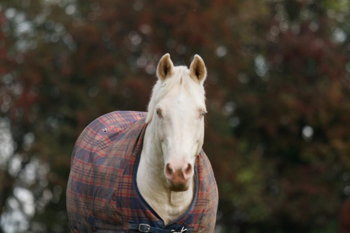 Palomino Moonhaze Silver Spiral billede 4