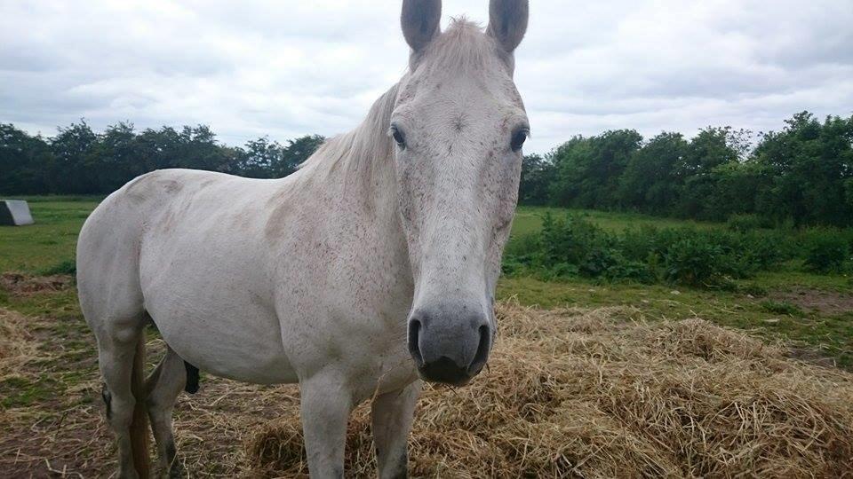 Anden særlig race Gaystar Clinton - solgt billede 2