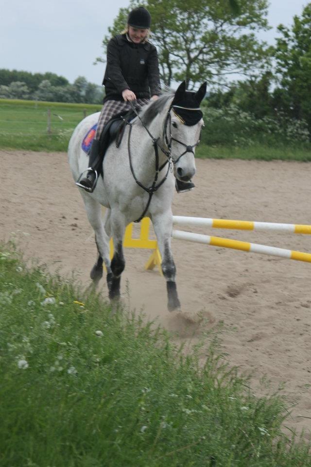 Anden særlig race Gaystar Clinton - solgt billede 3