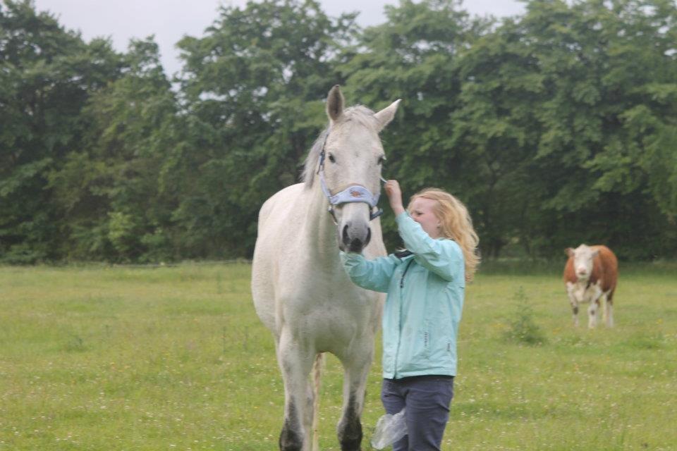 Anden særlig race Gaystar Clinton - solgt billede 4
