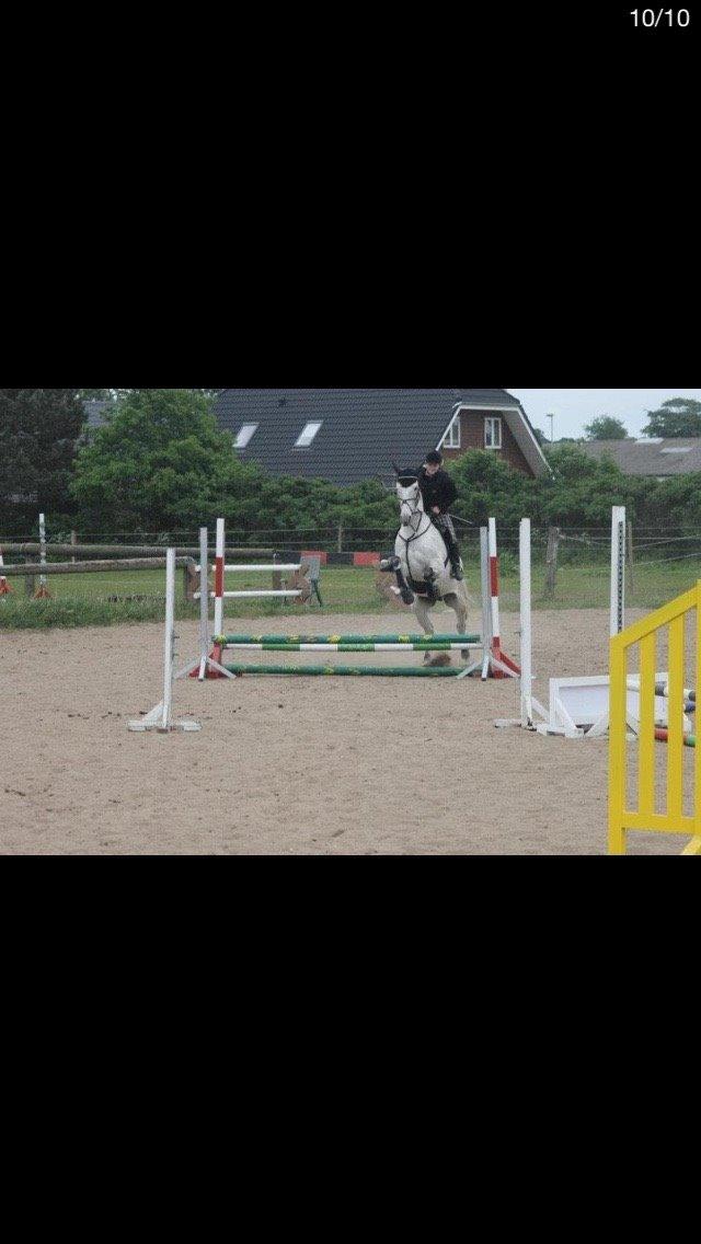 Anden særlig race Gaystar Clinton - solgt billede 5