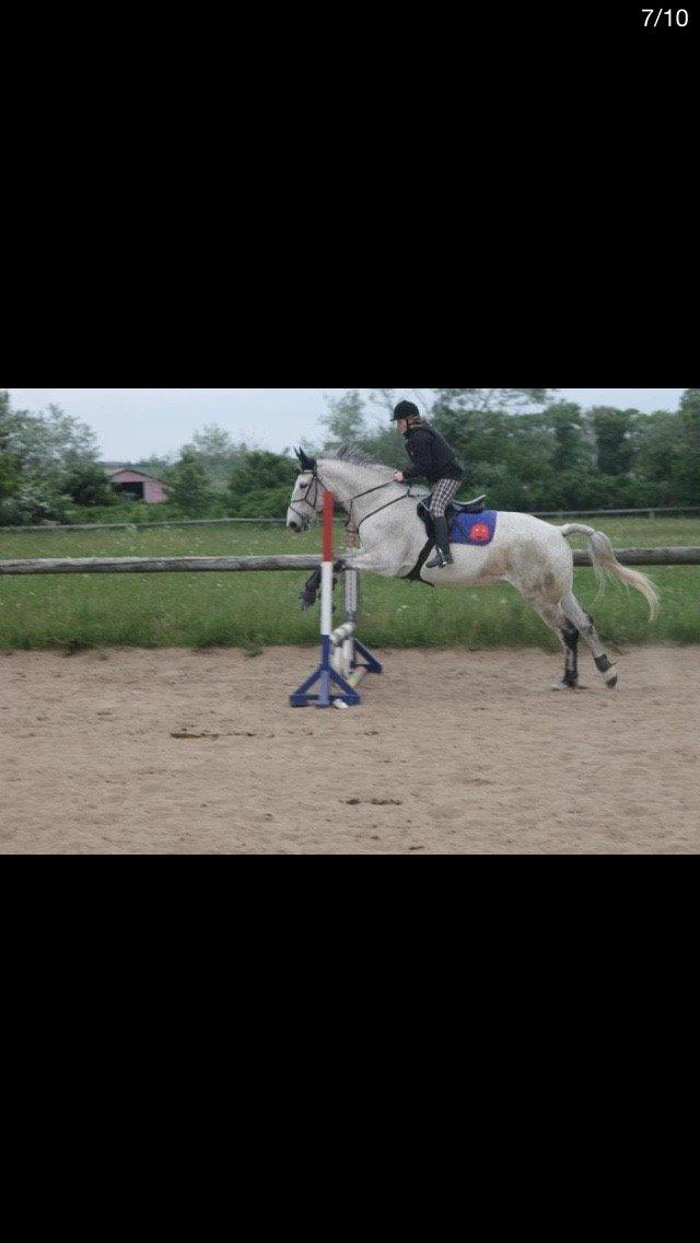 Anden særlig race Gaystar Clinton - solgt billede 6