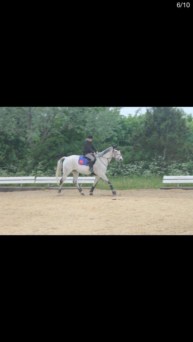 Anden særlig race Gaystar Clinton - solgt billede 8