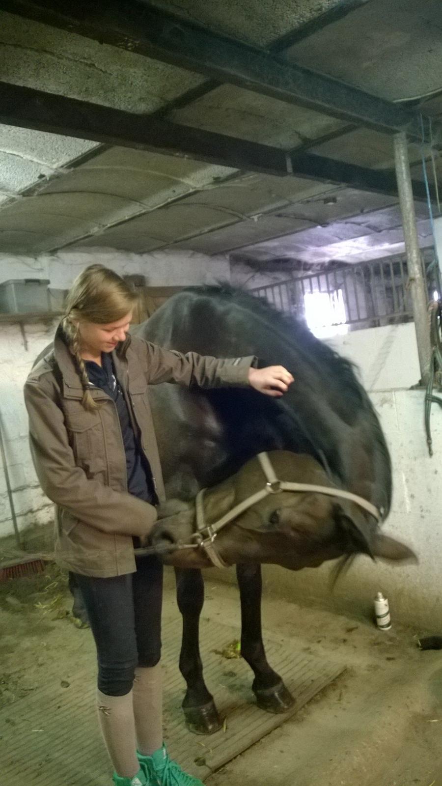 Dansk Varmblod Jivaro - Har du noget guf i lommen? billede 5