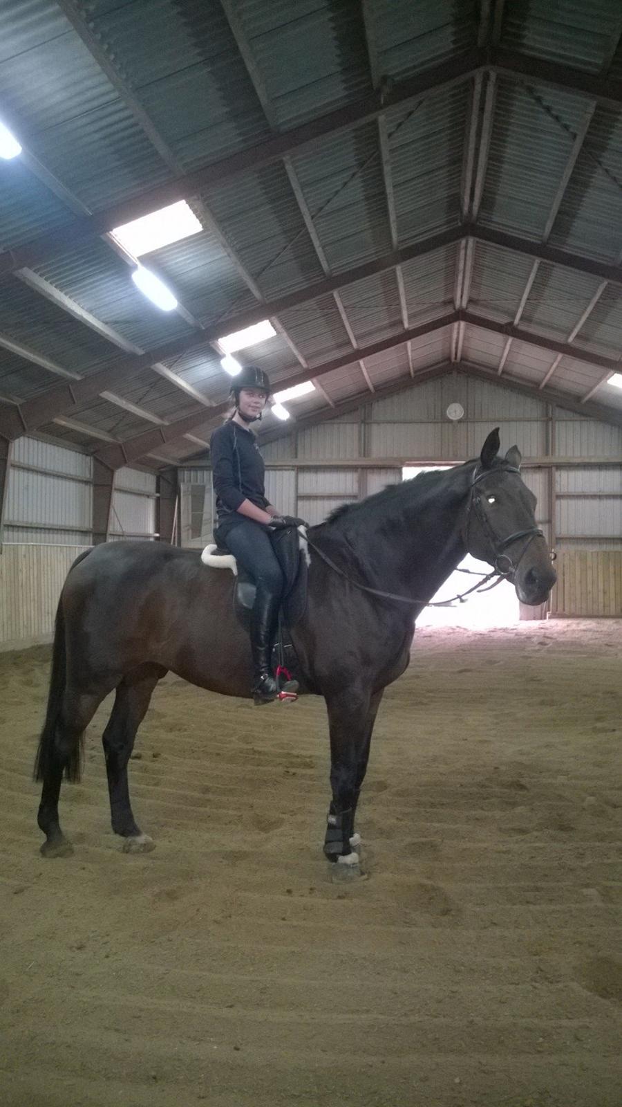 Dansk Varmblod Jivaro - Flad efter en hård træning ved underviser!! billede 6