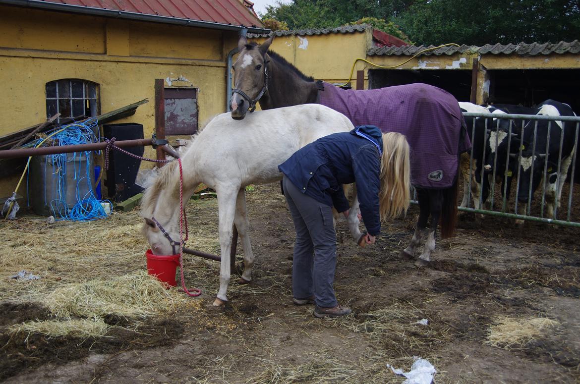 Akhal-Tekiner Seýrek Azdarha billede 15