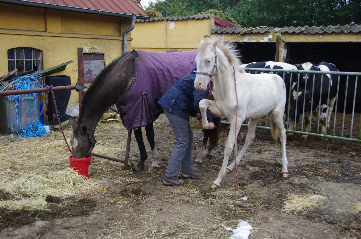 Akhal-Tekiner Seýrek Azdarha billede 16