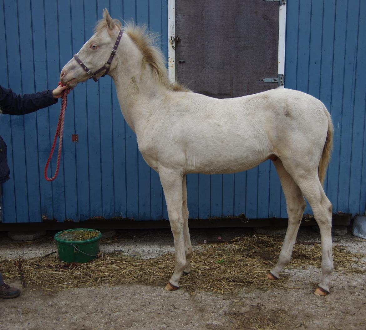 Akhal-Tekiner Seýrek Azdarha billede 18