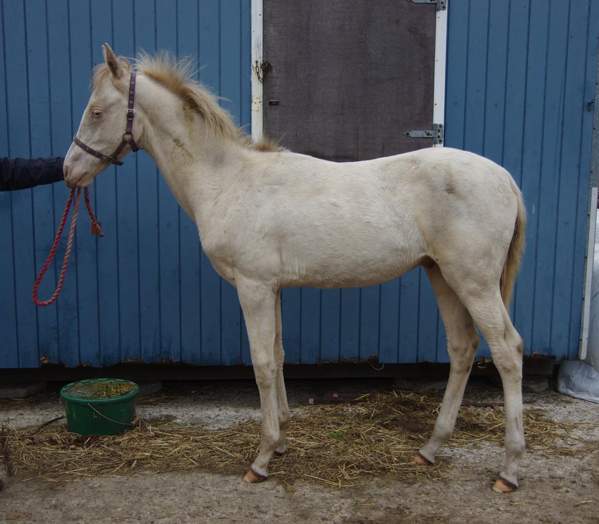 Akhal-Tekiner Seýrek Azdarha billede 17