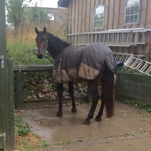 Traver Lady Barca billede 11