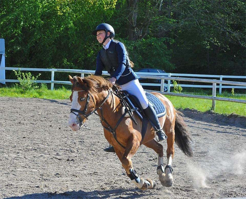 Anden særlig race Cornelius junior billede 12