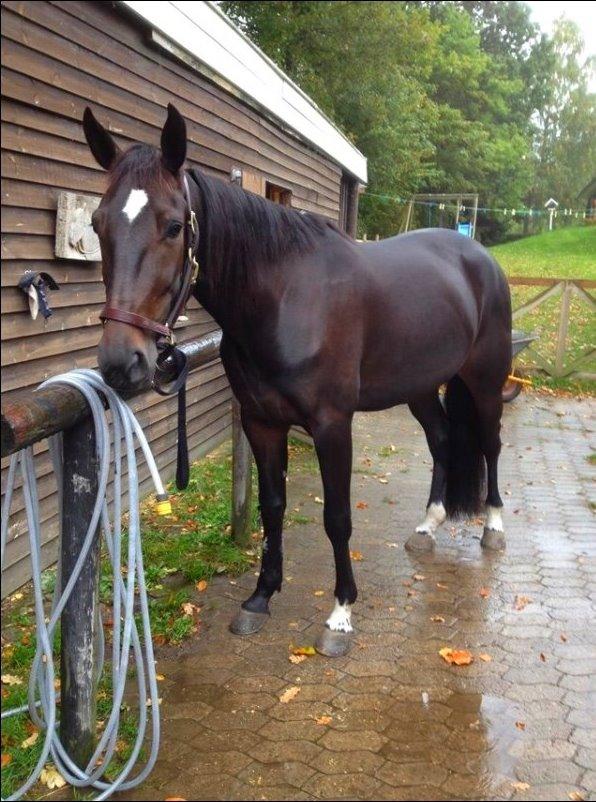 Traver Alica Gold  - Det første billede jeg så af Alica og jeg var bare solgt <3 billede 6